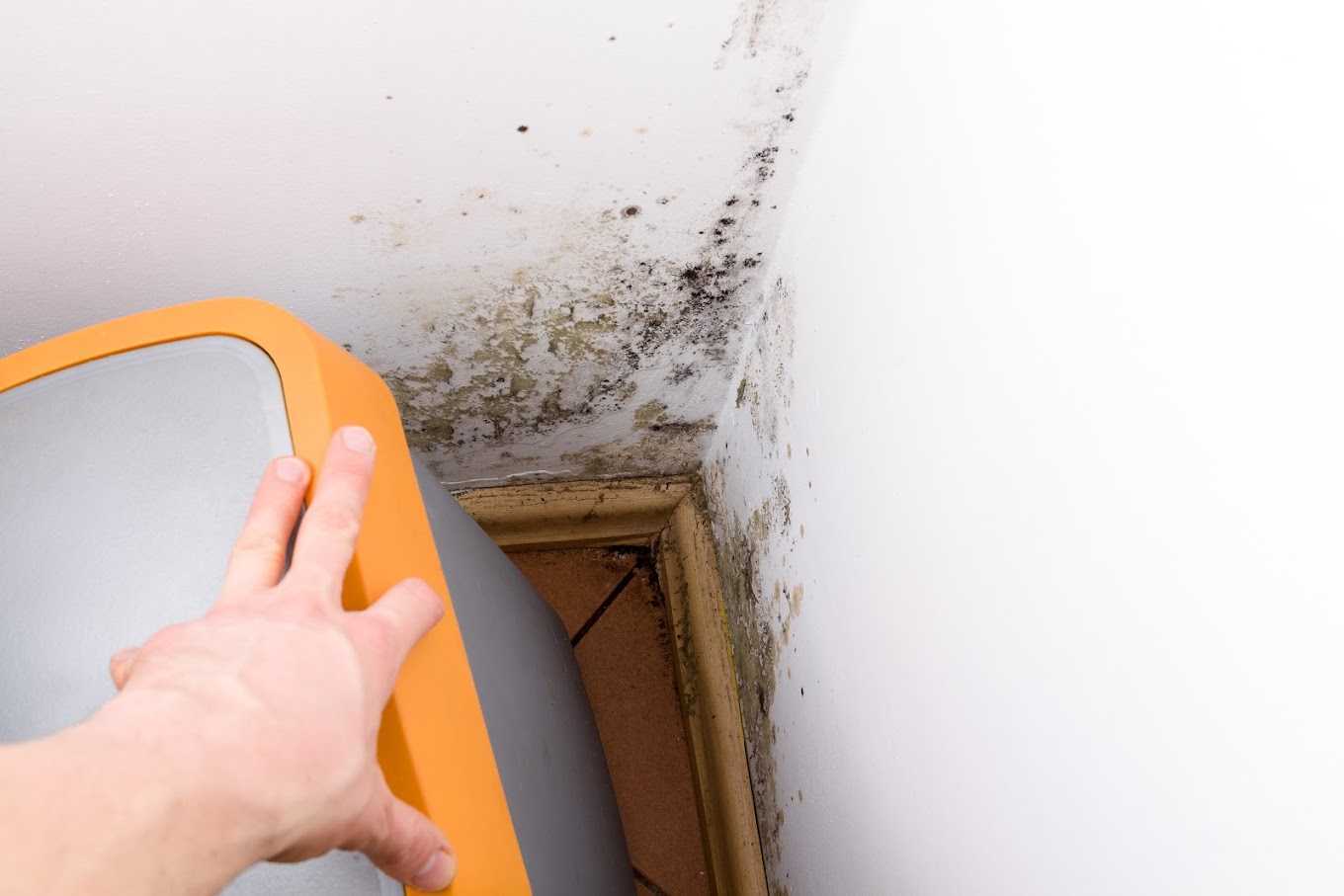 Person removing moldy wall panel corner
